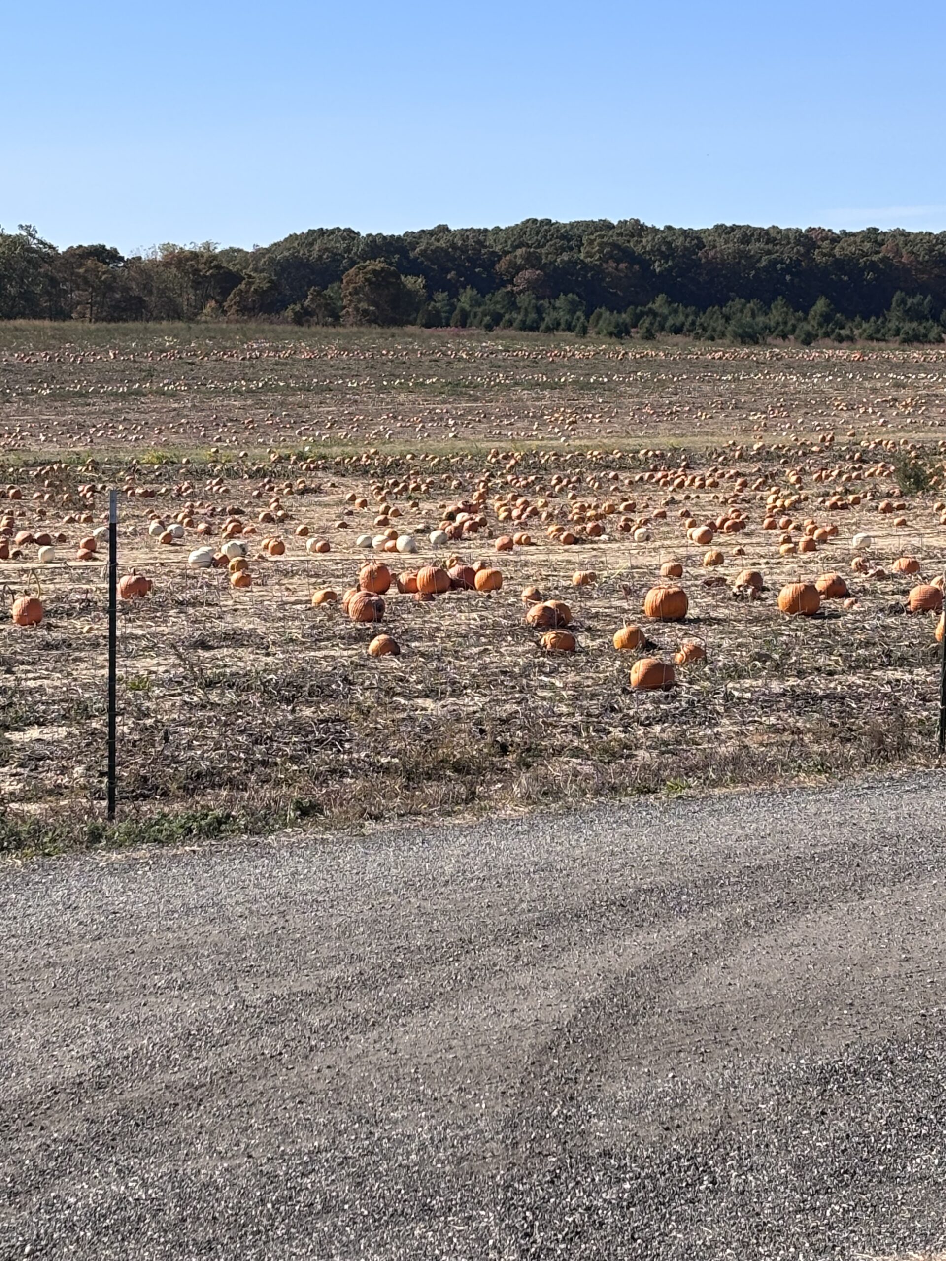 pumpkin picking